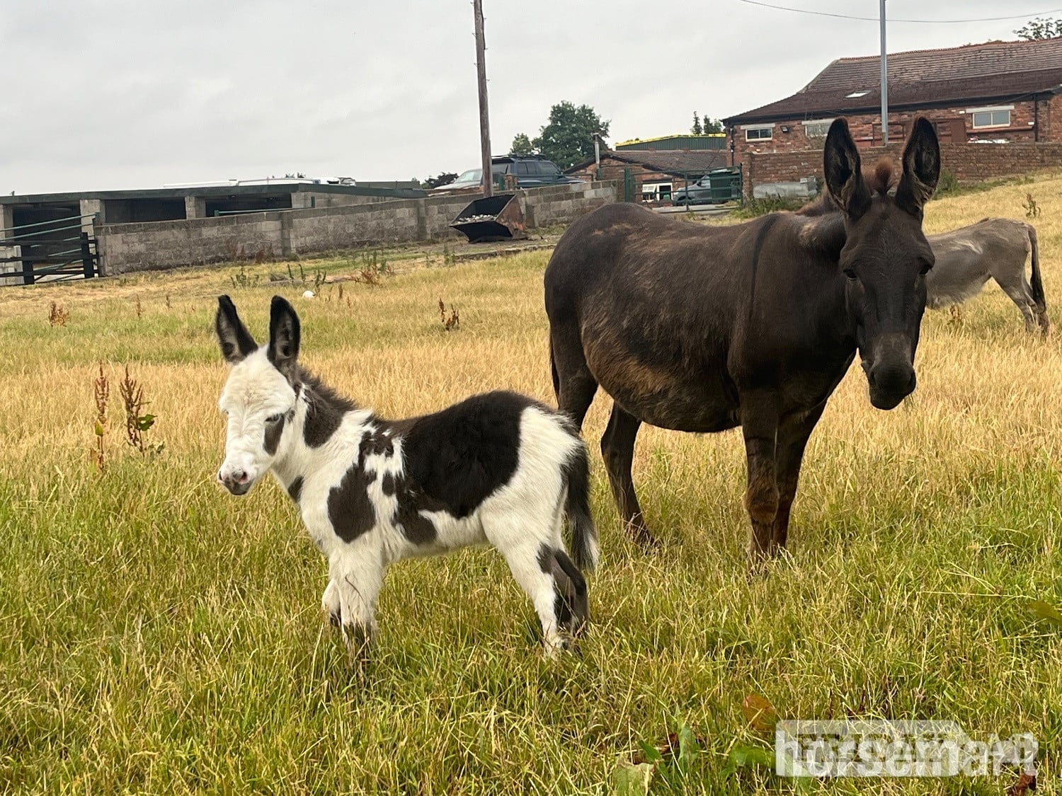 "Holly and her  gorgeous little boy " Black Mare Companion Horse in Leeds