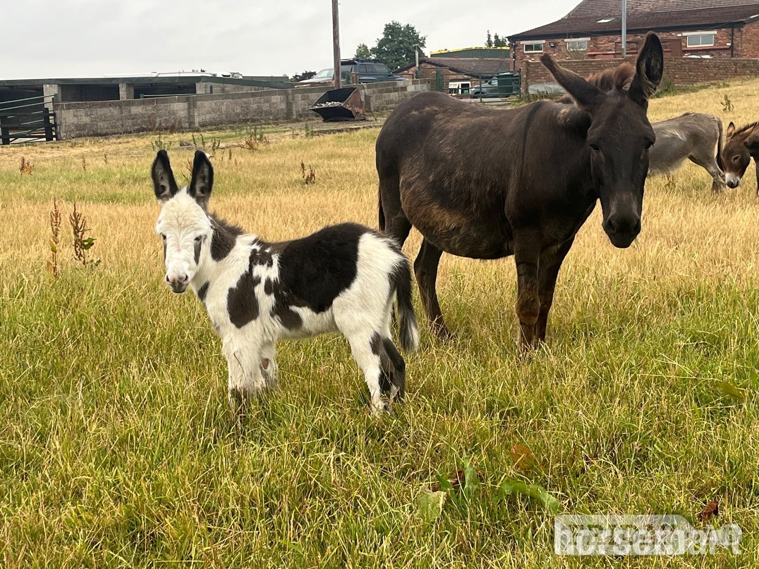 "Holly and her  gorgeous little boy " Black Mare Companion Horse