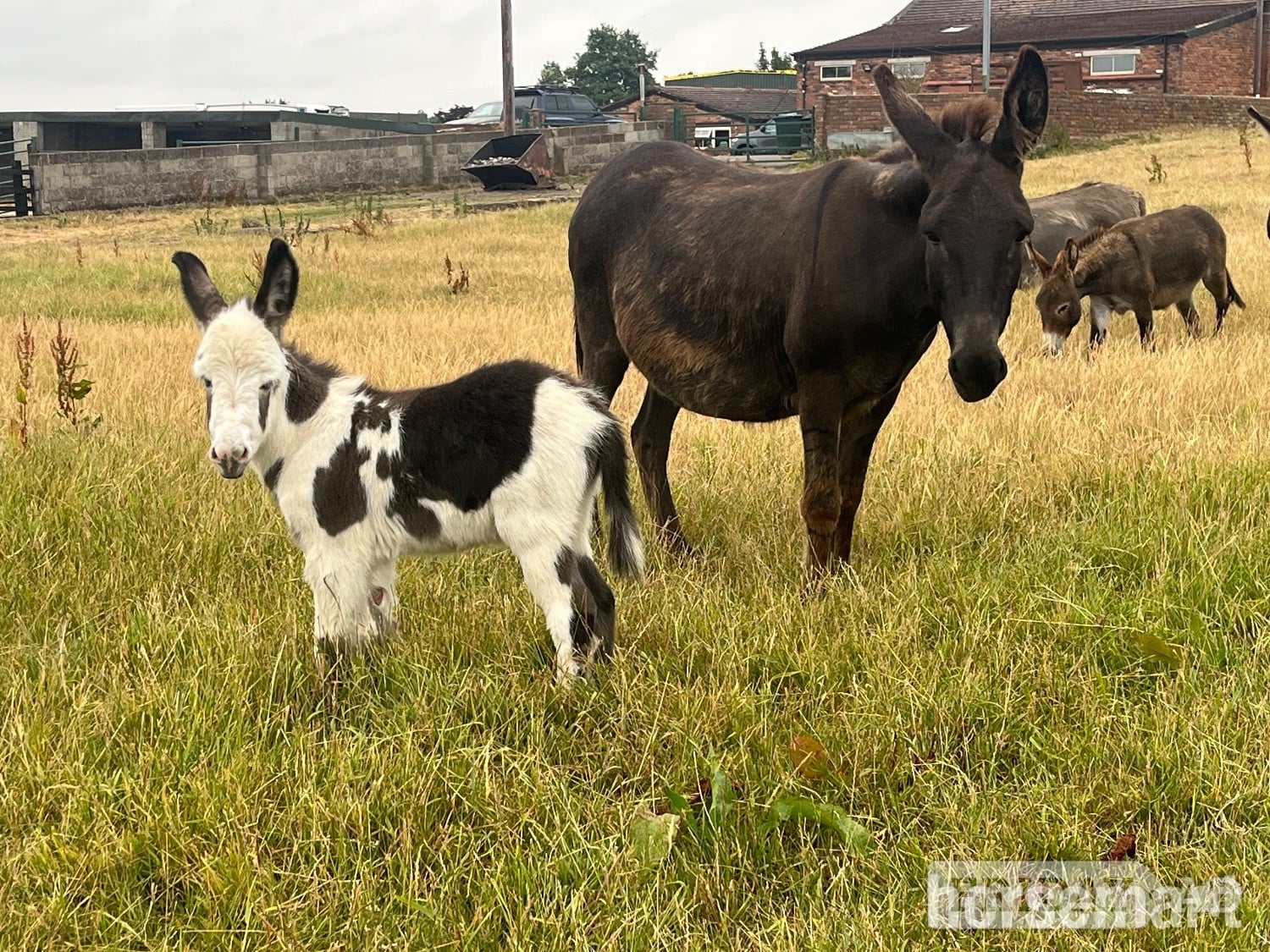 Leeds "Holly and her  gorgeous little boy " Black Mare Companion Horse
