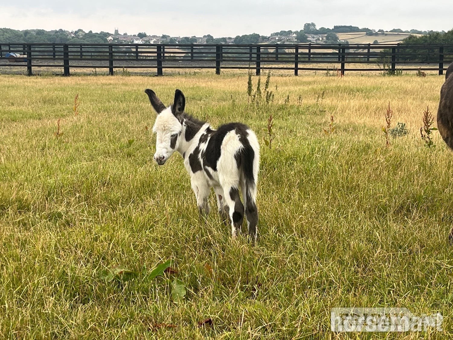 "Holly and her  gorgeous little boy " Black Mare Companion Horse - Horses in Leeds