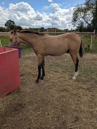 "Samson " Buckskin Colt Youngstock / Foal
