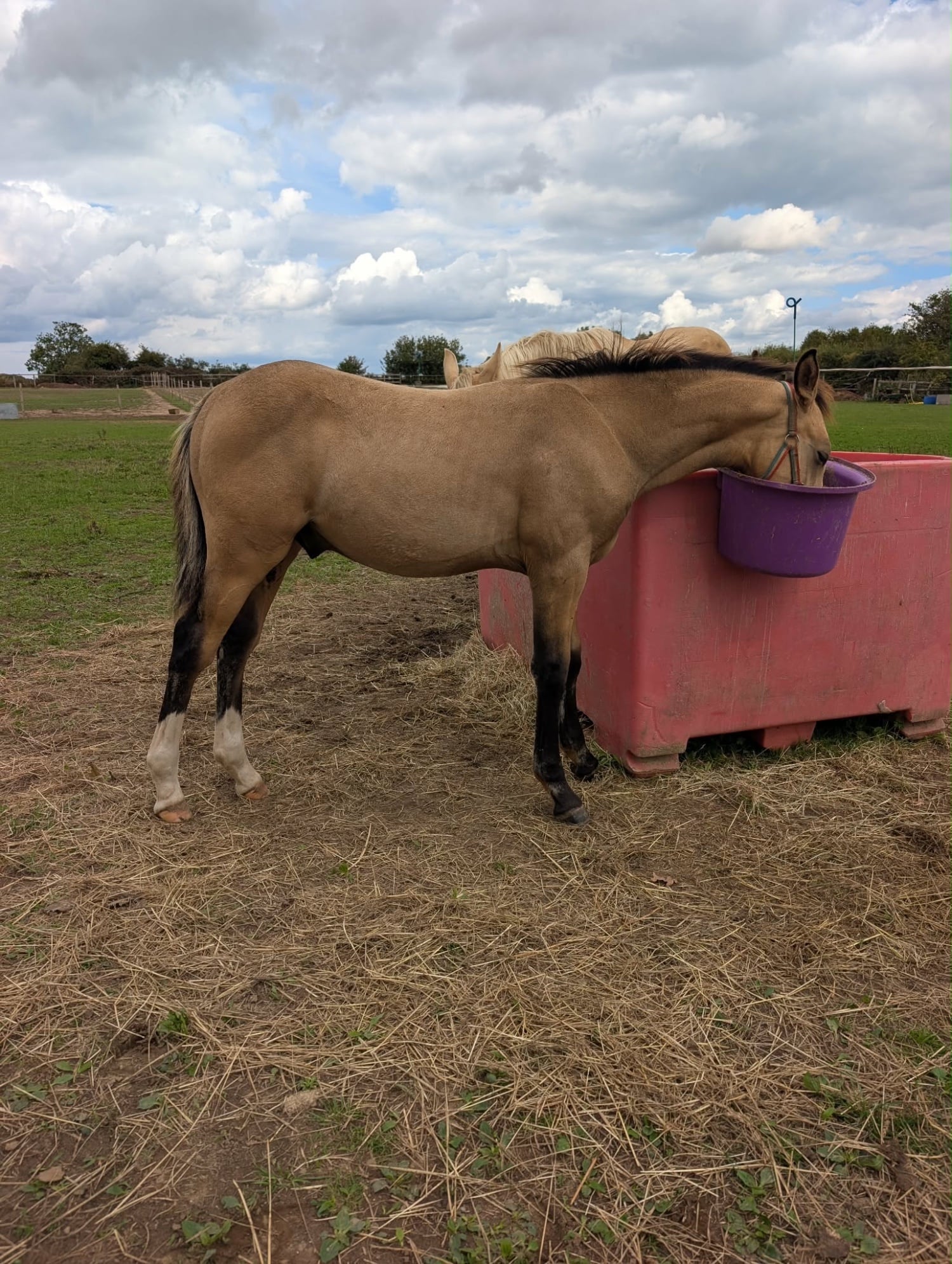 "Samson " Buckskin Colt Youngstock / Foal