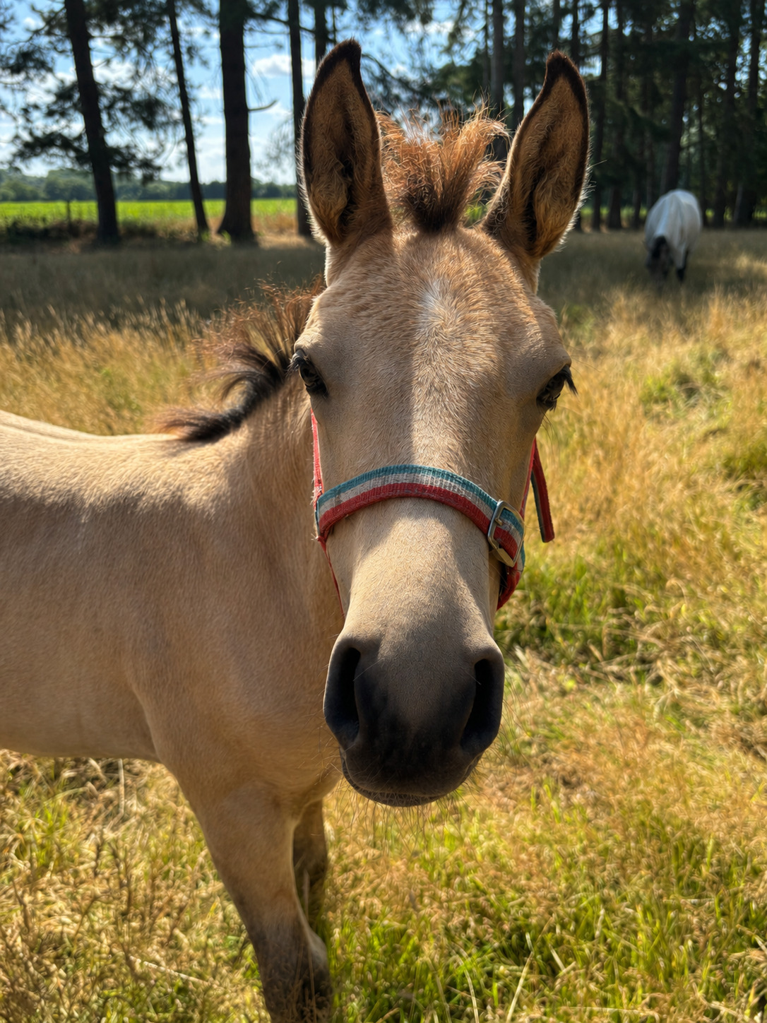 Orby "Samson " Buckskin Colt Youngstock / Foal