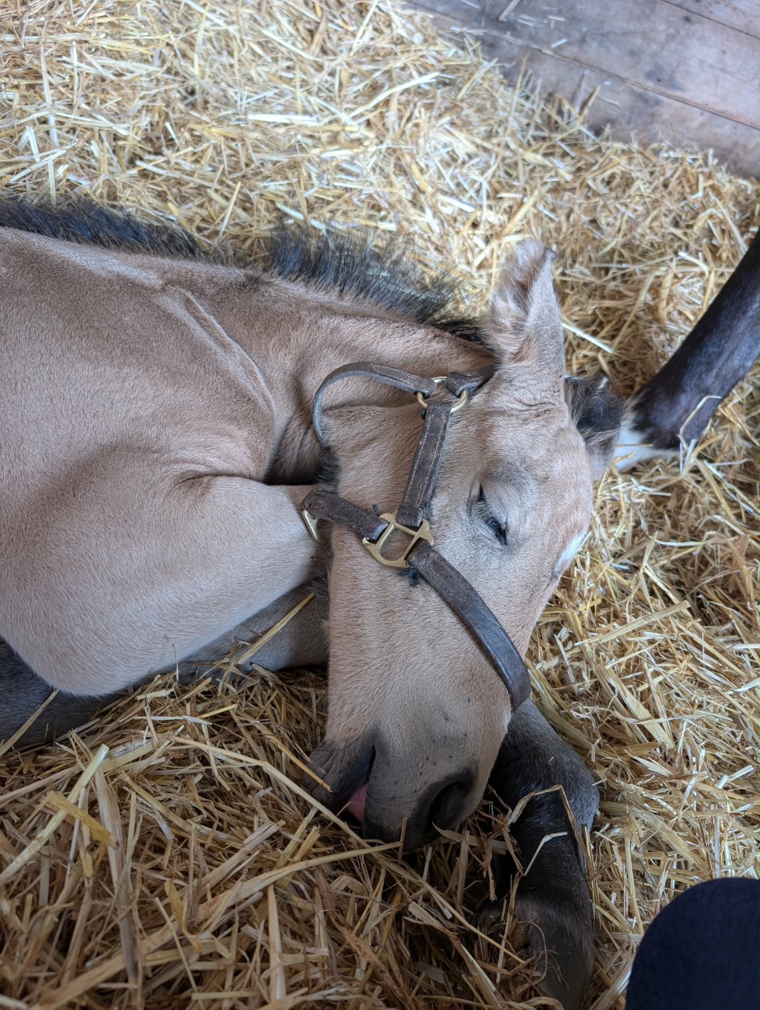 "Samson " Buckskin Colt Youngstock / Foal - Horses in Orby