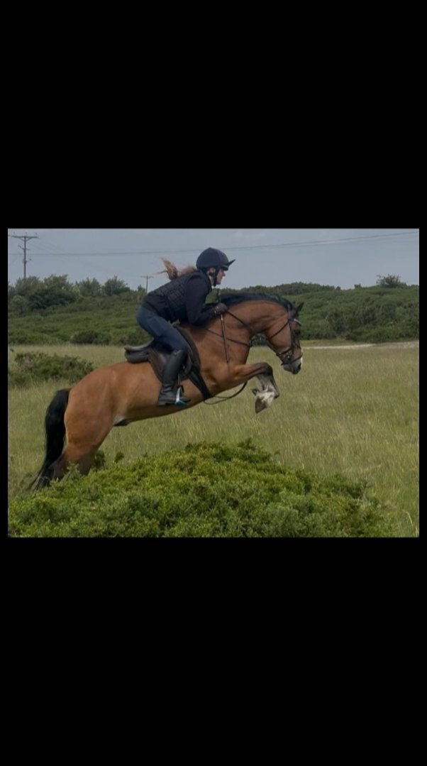 "Bobby" Bay Gelding Showing Horse