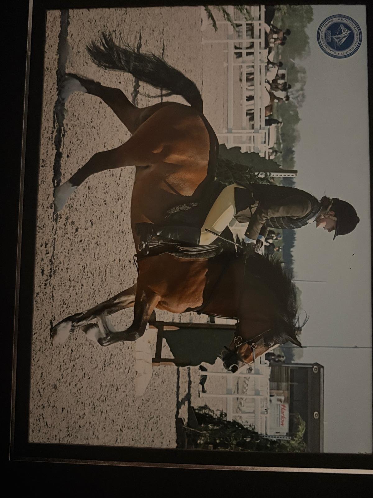 Llangefni "Bobby" Bay Gelding Showing Horse