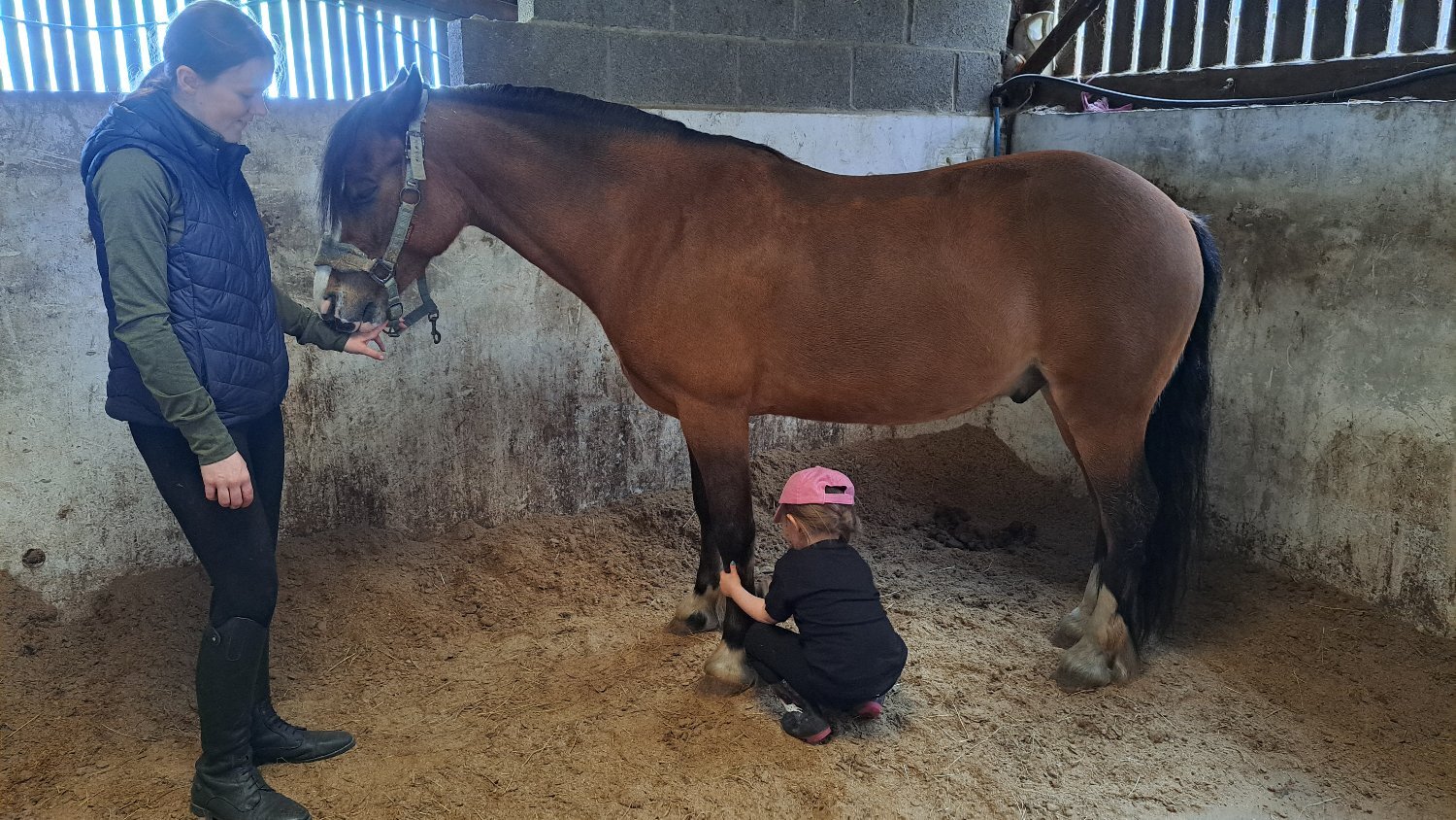 "Bobby" Bay Gelding Showing Horse - Horses in Llangefni