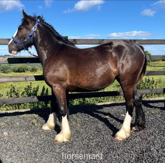 "Traditional Black Cob Filly To Make 15.2hh " Black Filly Cob/Heavy Horse
