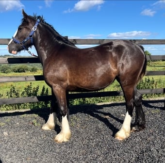 "Traditional Black Cob Filly To Make 15.2hh " Black Filly Cob/Heavy Horse