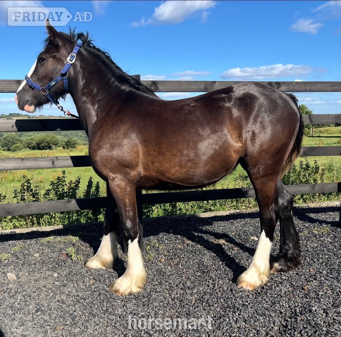 "Traditional Black Cob Filly To Make 15.2hh " Black Filly Cob/Heavy Horse in Leeds
