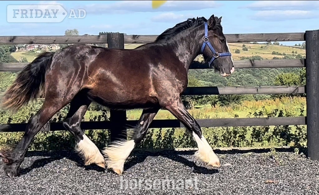 "Traditional Black Cob Filly To Make 15.2hh " Black Filly Cob/Heavy Horse