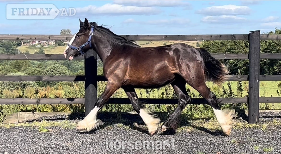 Leeds "Traditional Black Cob Filly To Make 15.2hh " Black Filly Cob/Heavy Horse