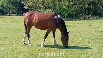 "Flossy" Bay Mare Light Hack