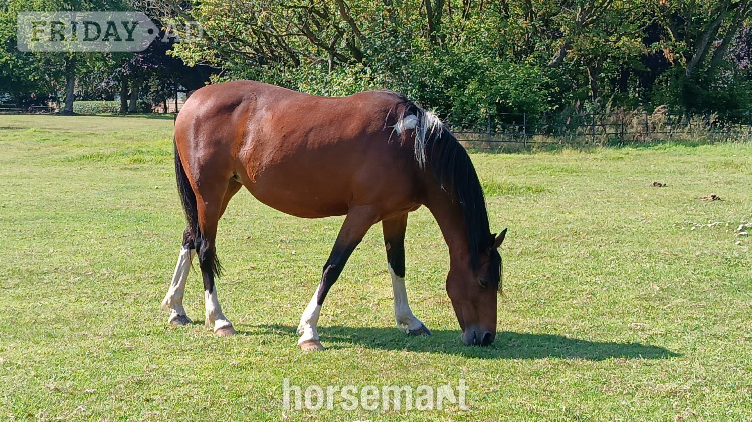 "Flossy" Bay Mare Light Hack in Aberdeen