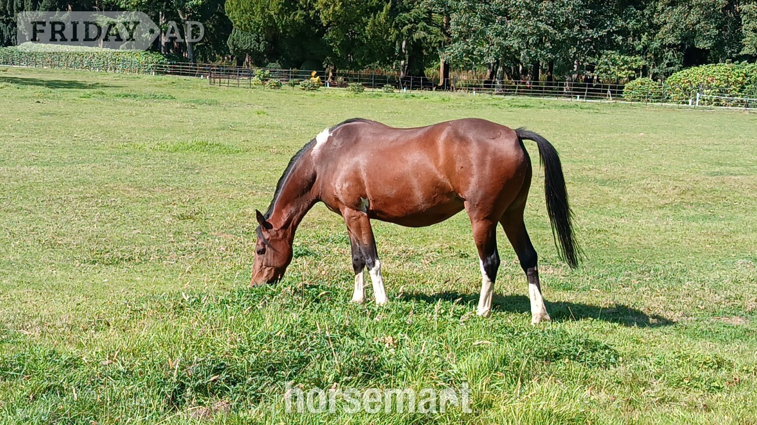 "Flossy" Bay Mare Light Hack