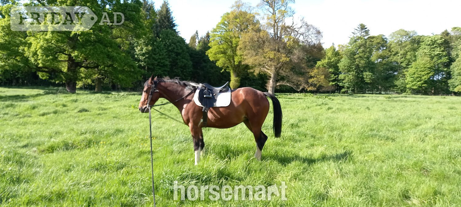 Aberdeen "Flossy" Bay Mare Light Hack