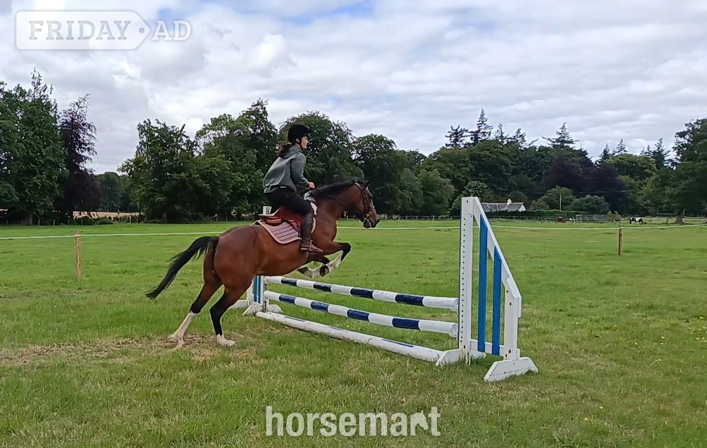 "Flossy" Bay Mare Light Hack - Horses in Aberdeen