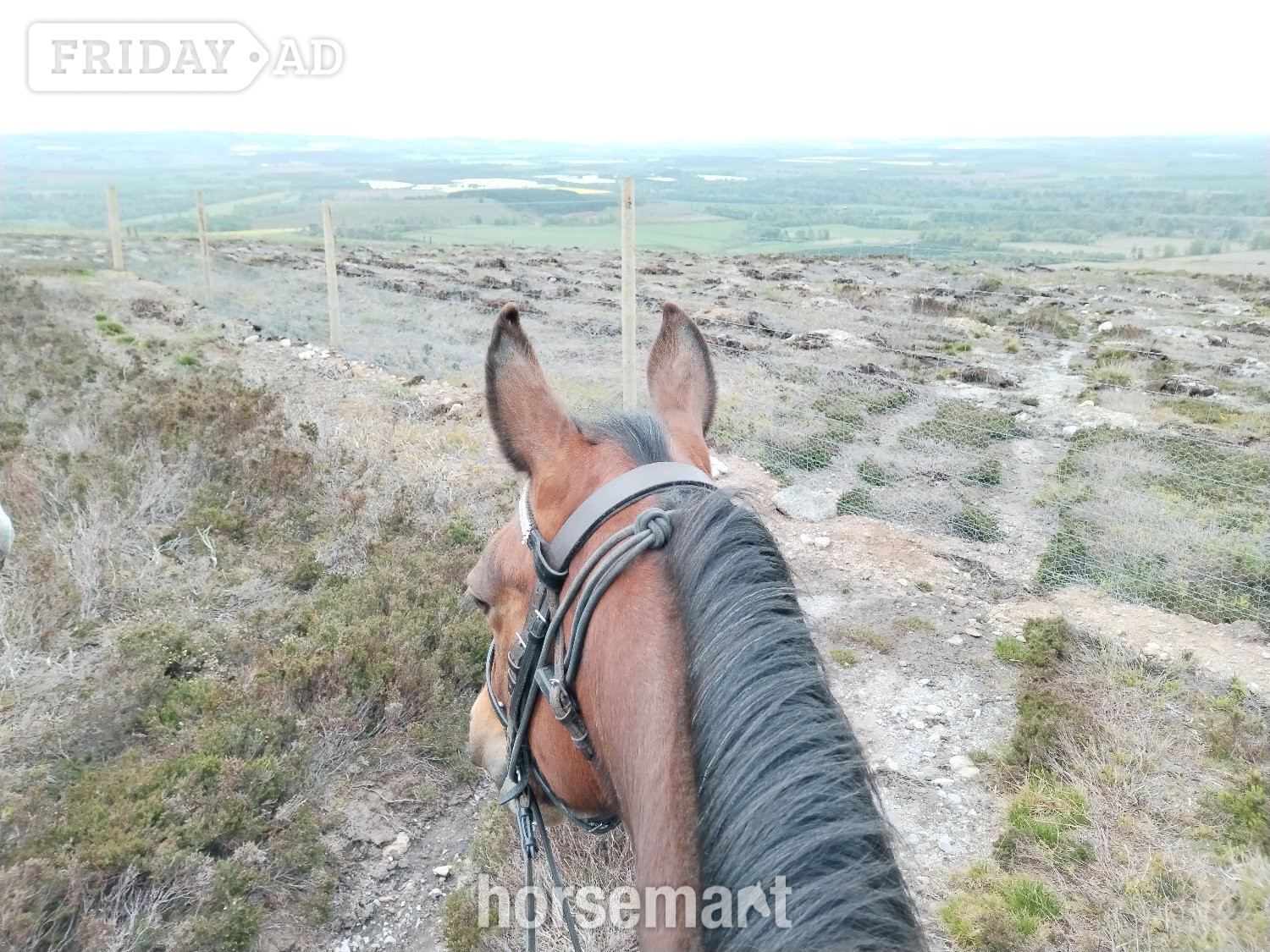 "Flossy" Bay Mare Light Hack - Horses