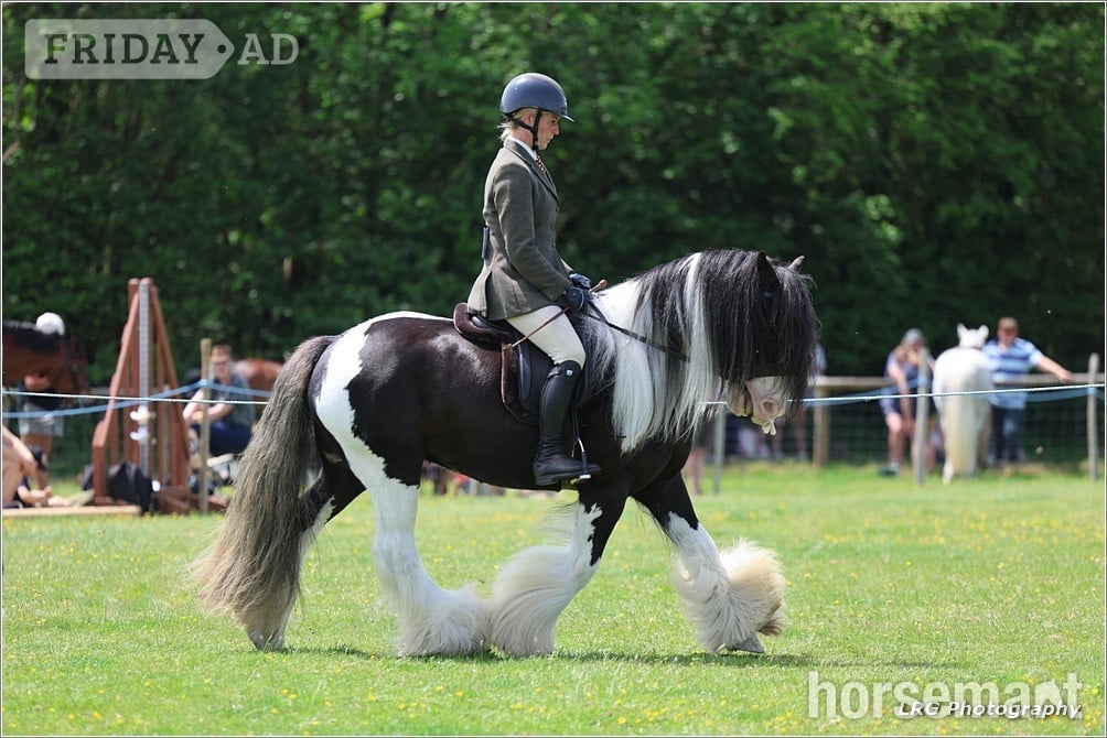 "Bullseye " Piebald Gelding Cob/Heavy Horse in Stonegate