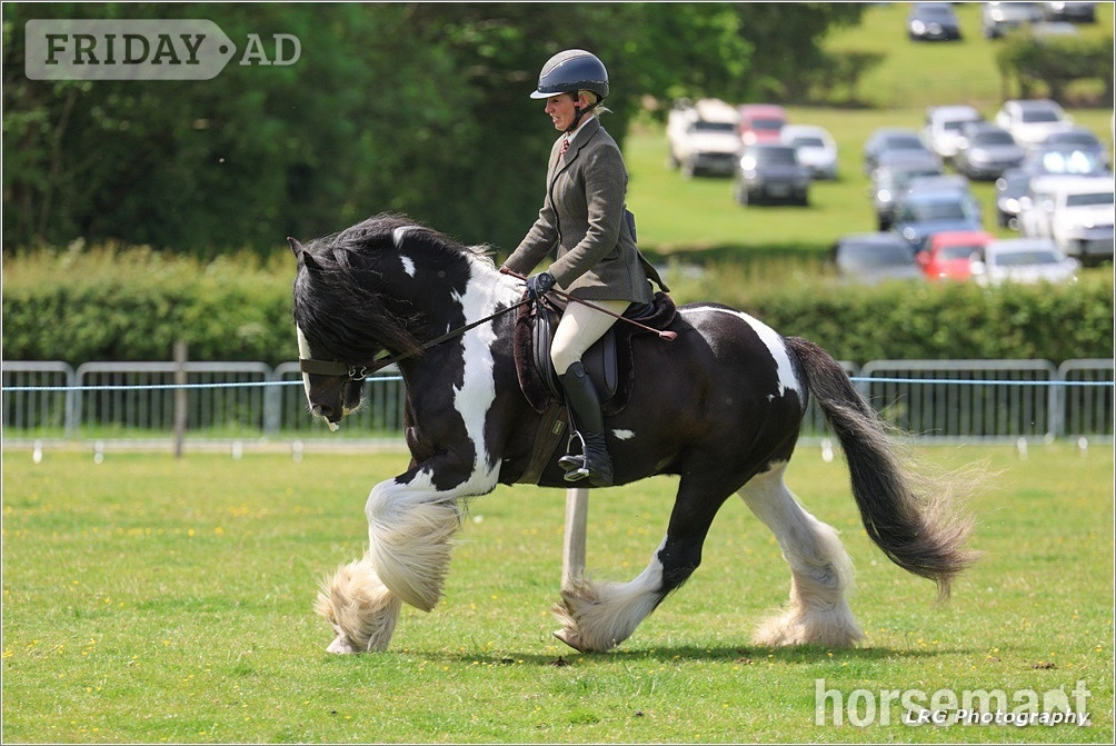 "Bullseye " Piebald Gelding Cob/Heavy Horse