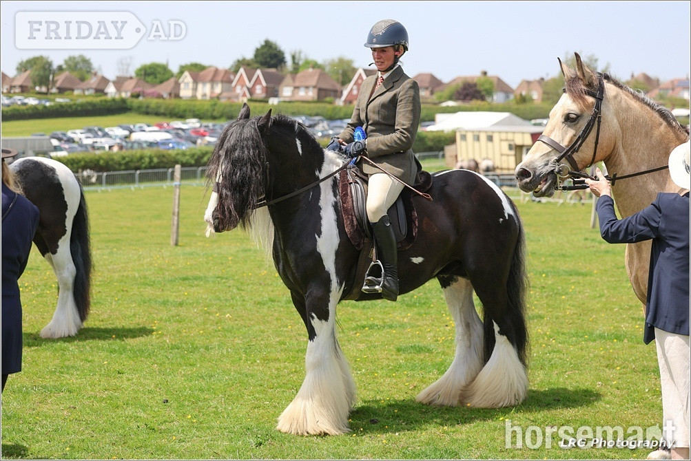 Stonegate "Bullseye " Piebald Gelding Cob/Heavy Horse