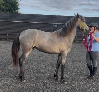 "Luna" Grey Filly All Rounder