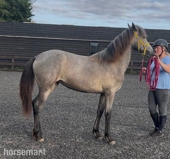 "Luna" Grey Filly All Rounder