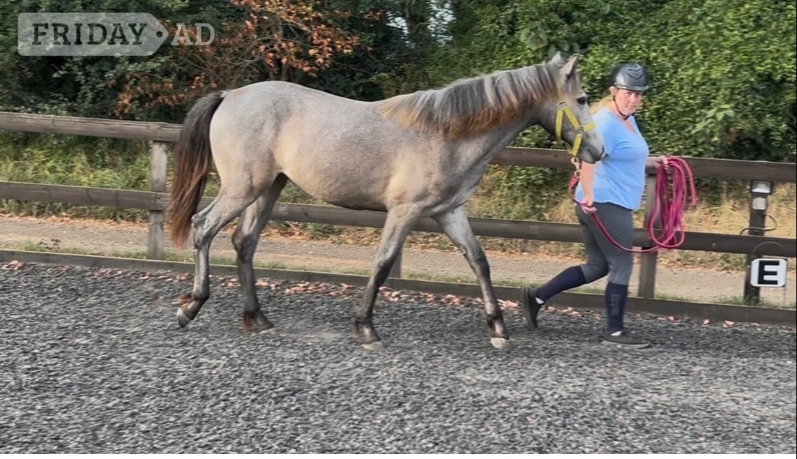 "Luna" Grey Filly All Rounder