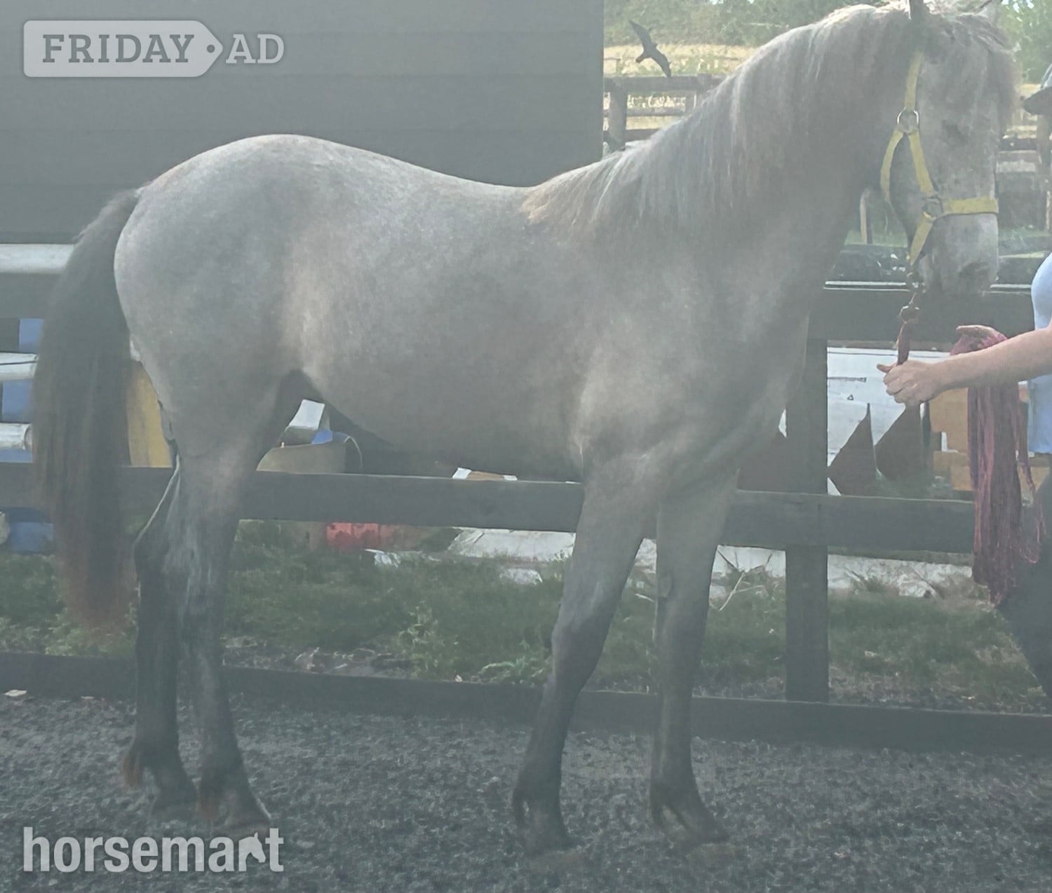 Canterbury "Luna" Grey Filly All Rounder
