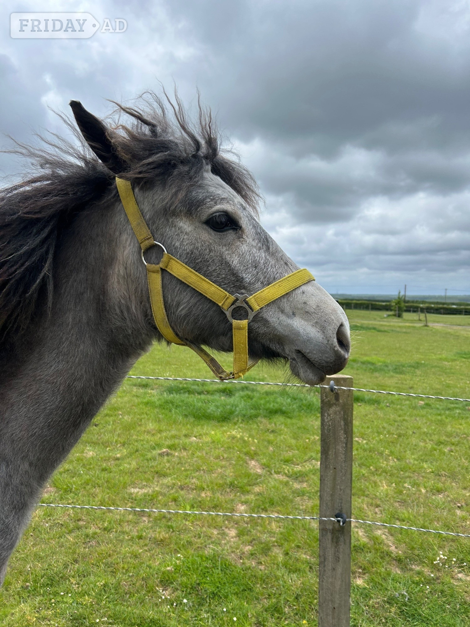 "Luna" Grey Filly All Rounder - Horses in Canterbury