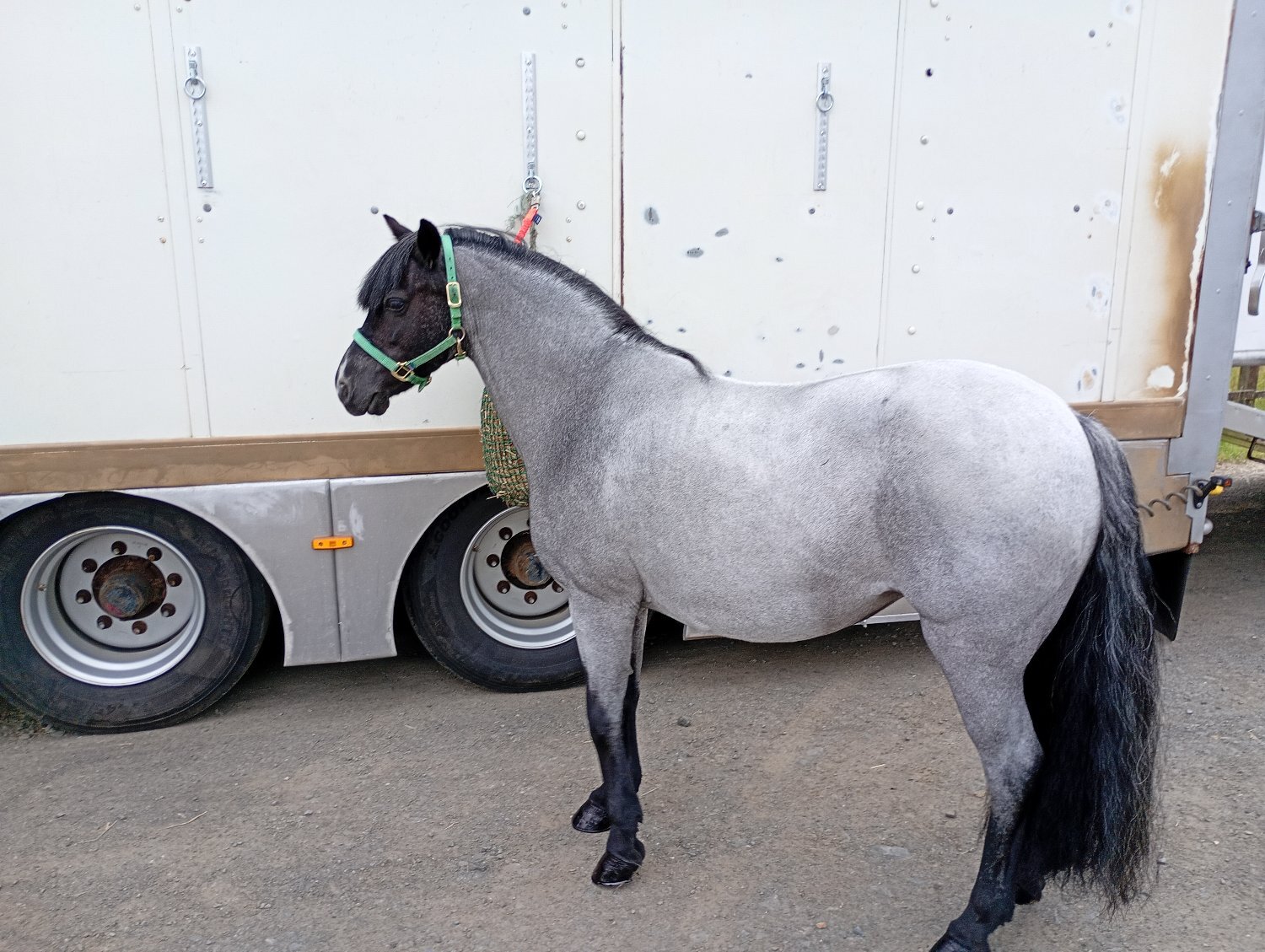 "RSPCA Lucy"  Mare Driving Horse