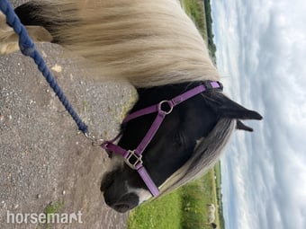 "shadrack" Tri-Coloured Gelding Youngstock / Foal