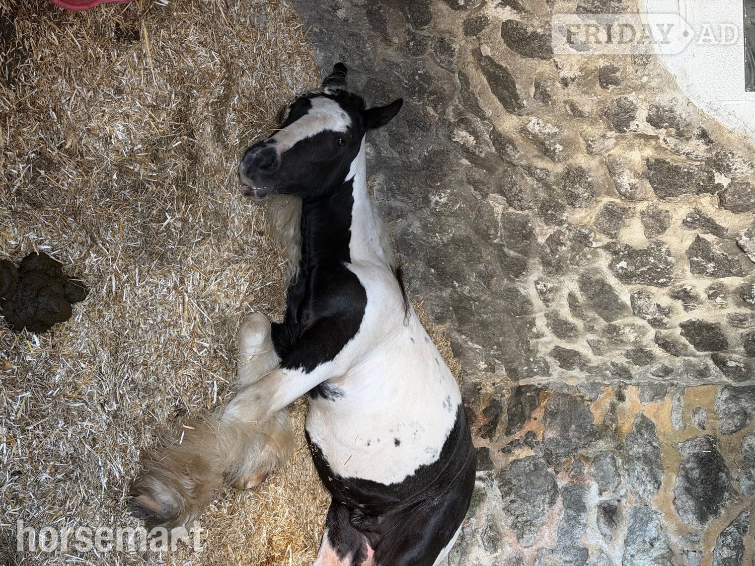 "shadrack" Tri-Coloured Gelding Youngstock / Foal