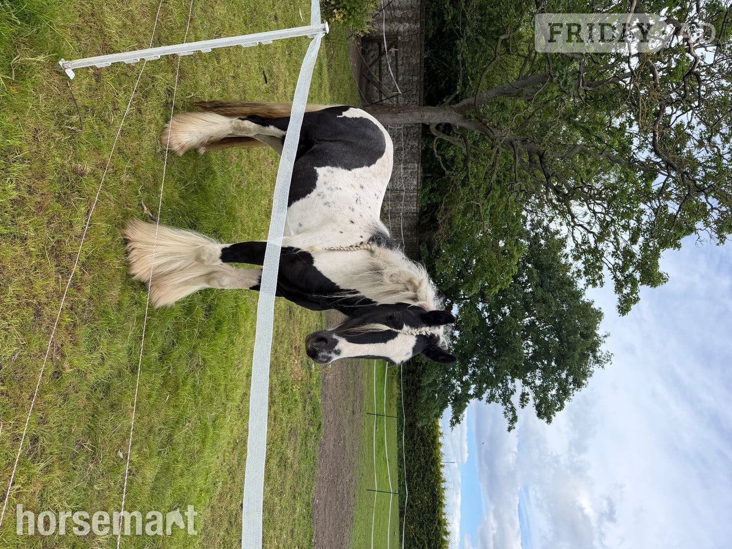 Durham "shadrack" Tri-Coloured Gelding Youngstock / Foal