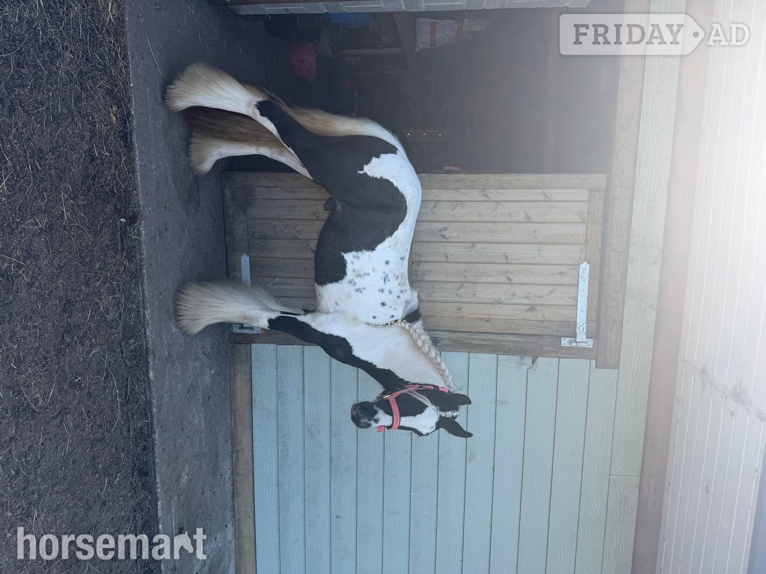 "shadrack" Tri-Coloured Gelding Youngstock / Foal - Horses