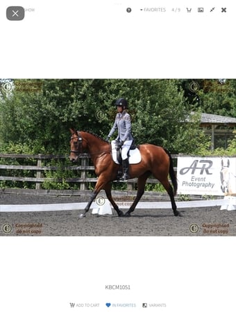 "Kira" Bay Mare All Rounder