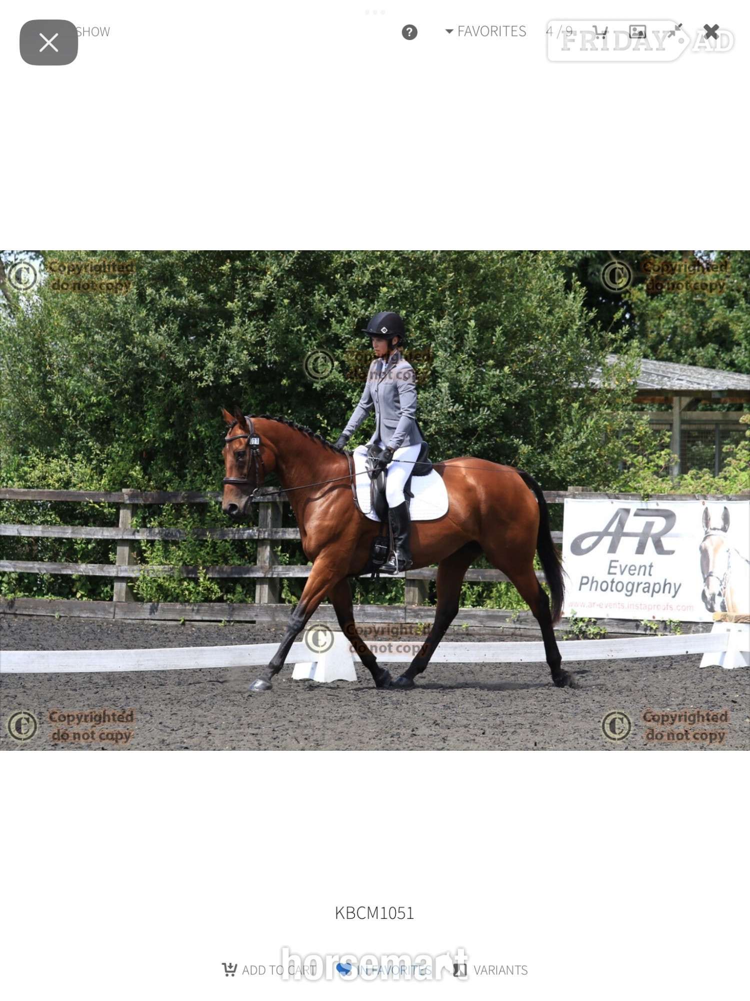 "Kira" Bay Mare All Rounder in Bishop's Stortford