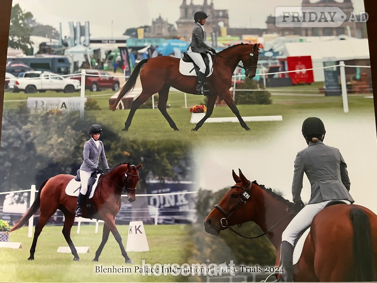 "Kira" Bay Mare All Rounder