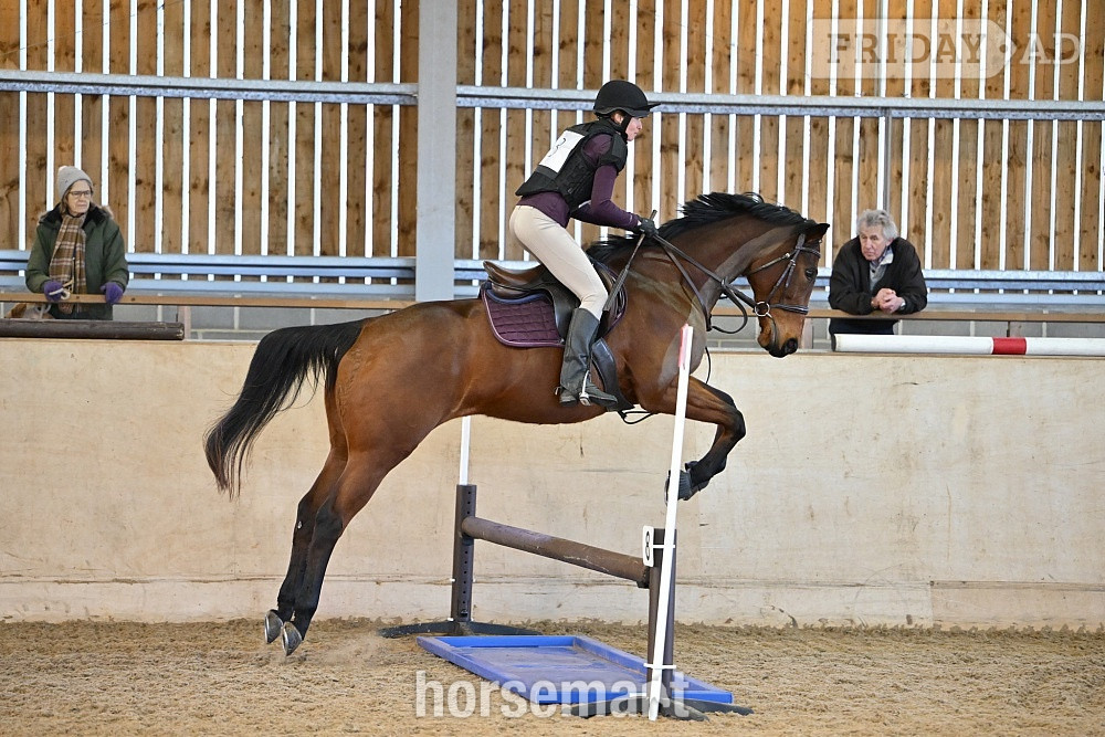 "Kira" Bay Mare All Rounder - Horses