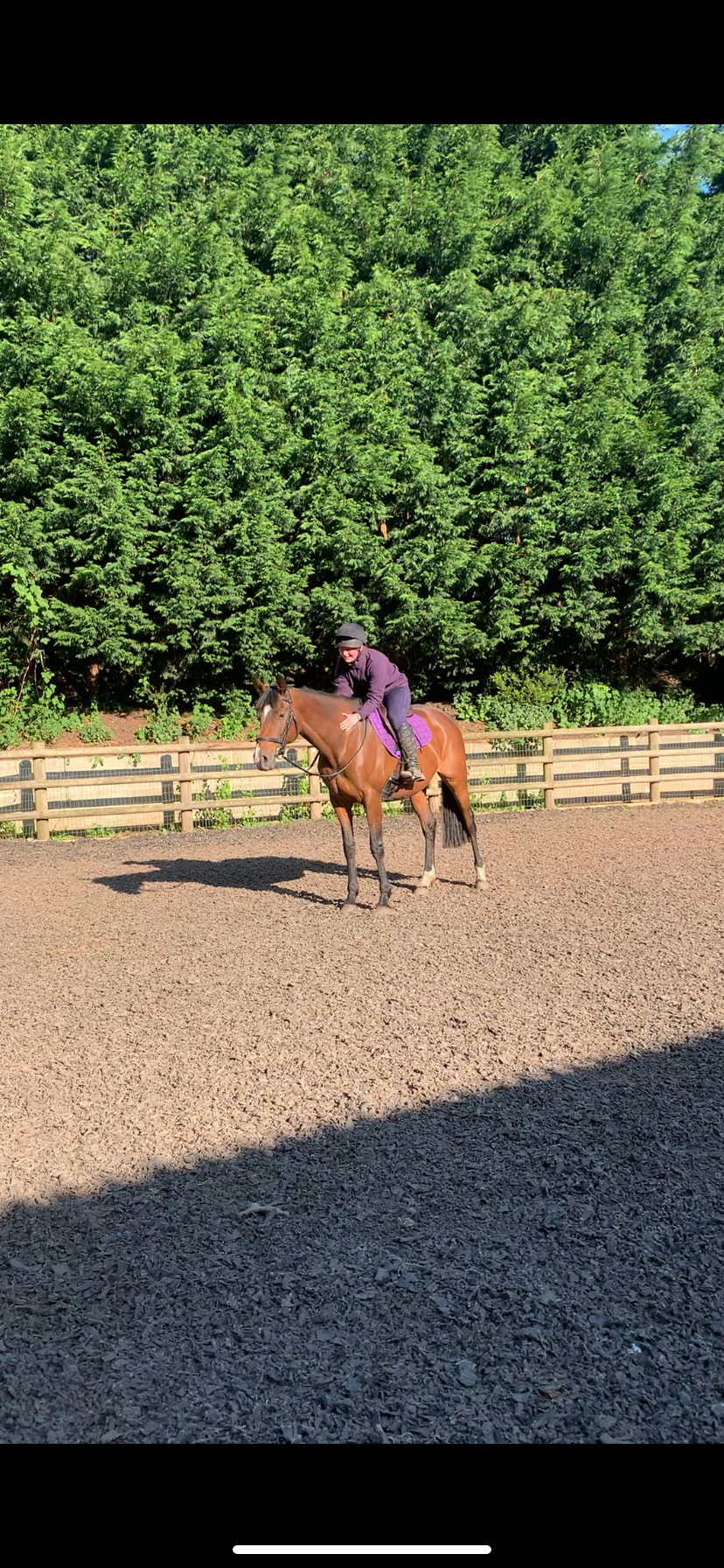 15.1/2 11 year old thoroughbred mare FULL LOAN / potential LWVTB