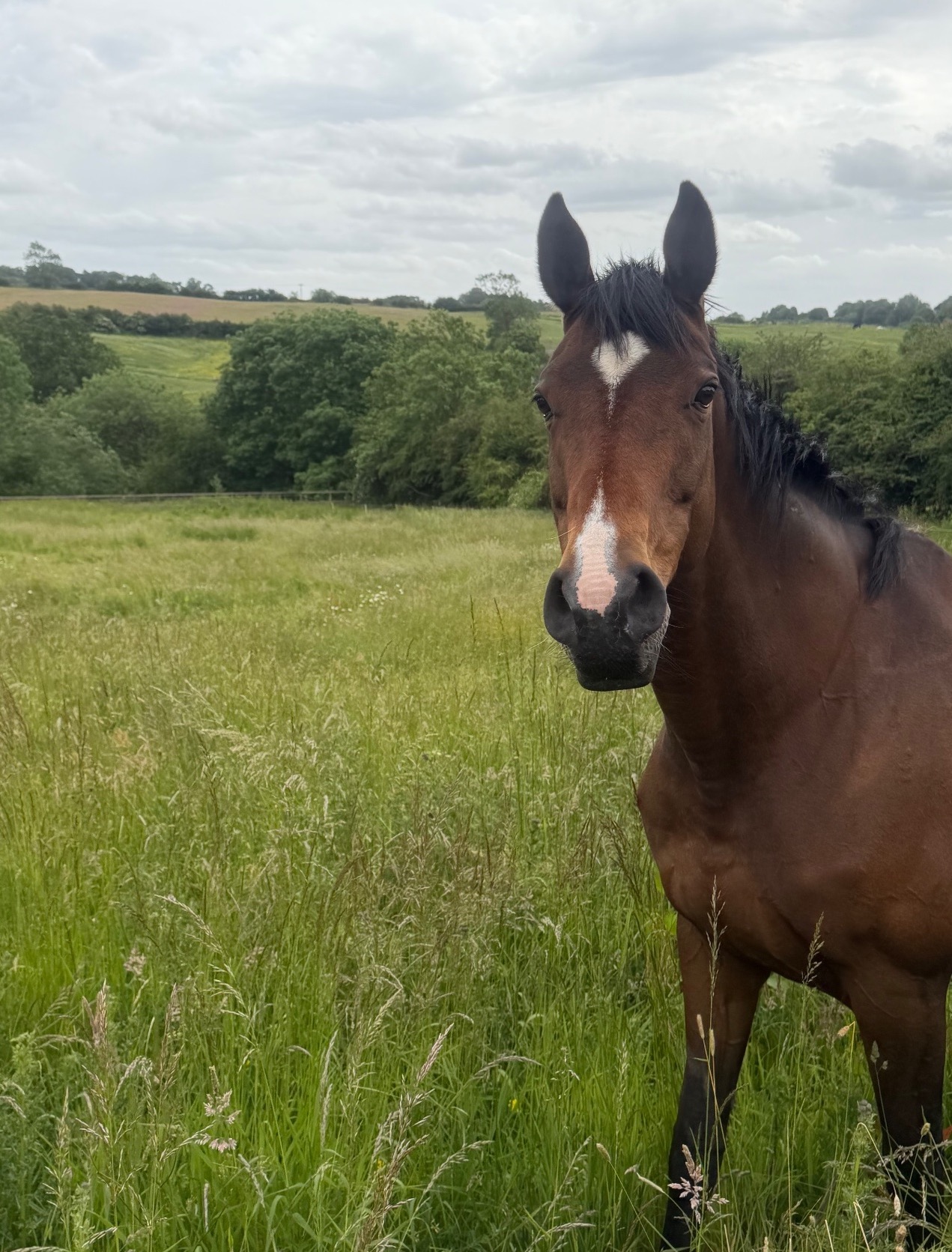 Wales 15.1/2 11 year old thoroughbred mare FULL LOAN / potential LWVTB