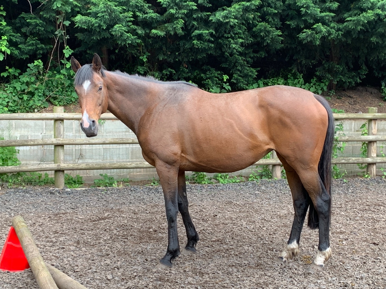 15.1/2 11 year old thoroughbred mare FULL LOAN / potential LWVTB - Horses in Wales