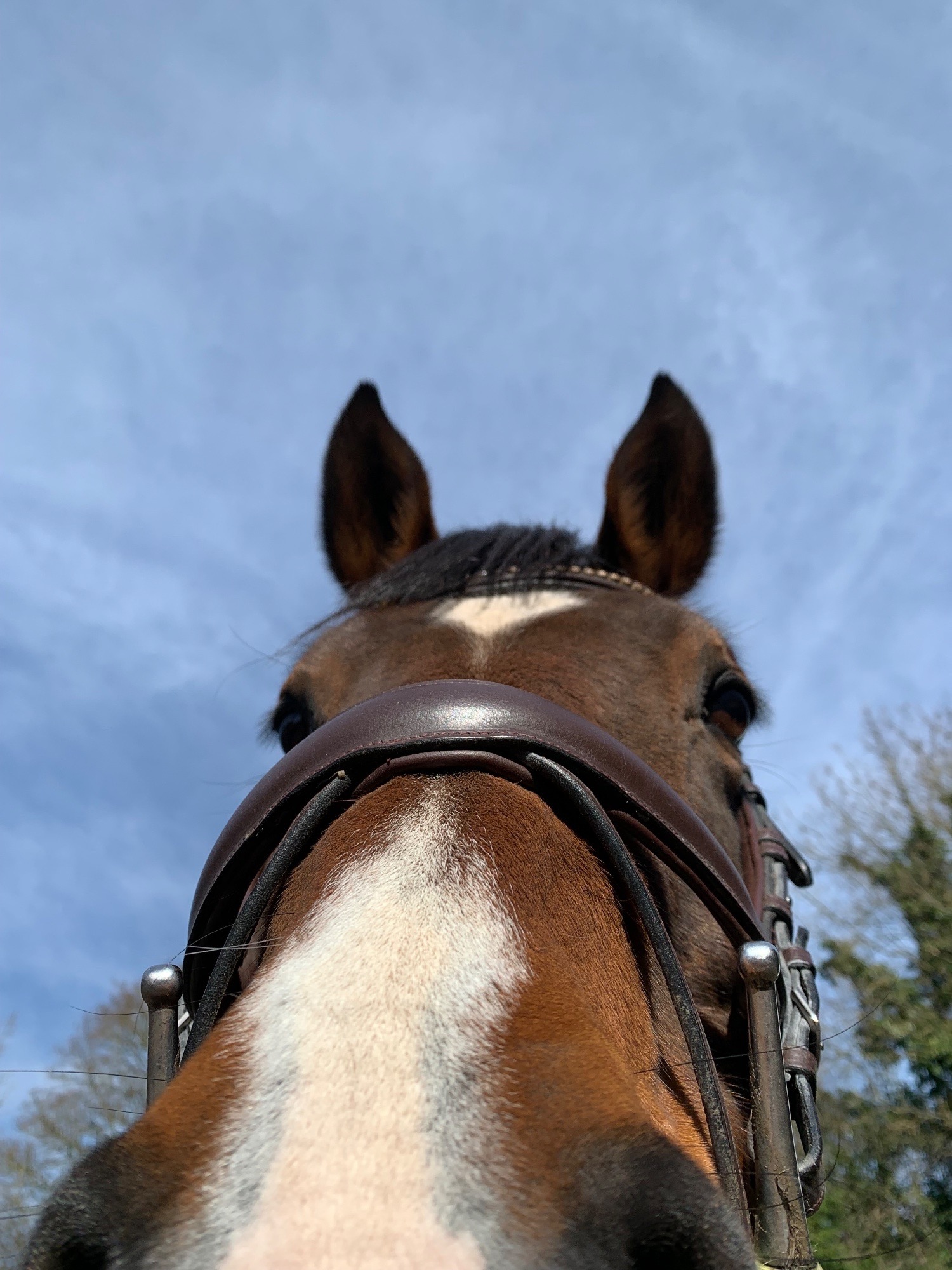 15.1/2 11 year old thoroughbred mare FULL LOAN / potential LWVTB - Horses