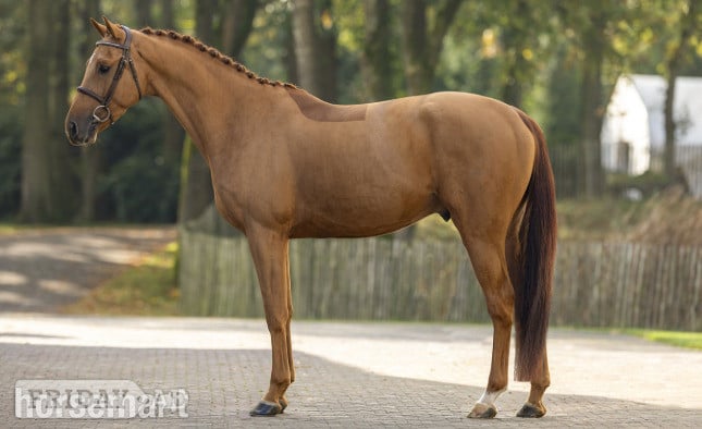 Eemnes "Lincoln TF" Chestnut Stallion Show Jumper