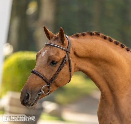 "Lincoln TF" Chestnut Stallion Show Jumper in Eemnes