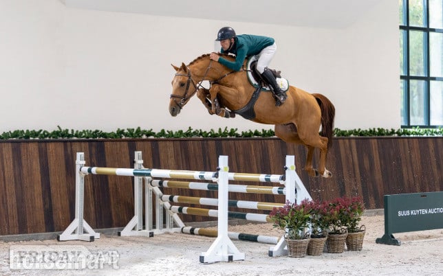 "Lincoln TF" Chestnut Stallion Show Jumper