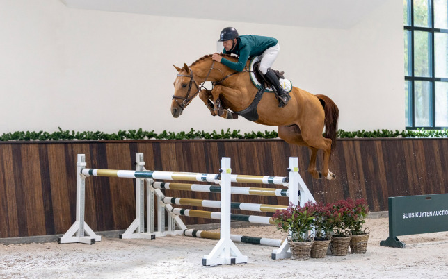 "Lincoln TF" Chestnut Stallion Show Jumper