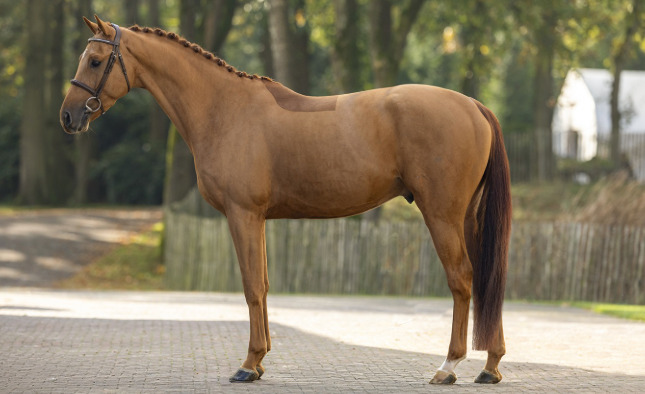 Eemnes "Lincoln TF" Chestnut Stallion Show Jumper