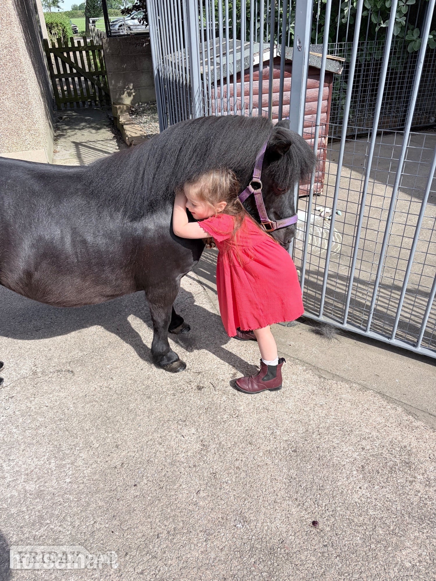 "Penny" Black Mare Family Horse