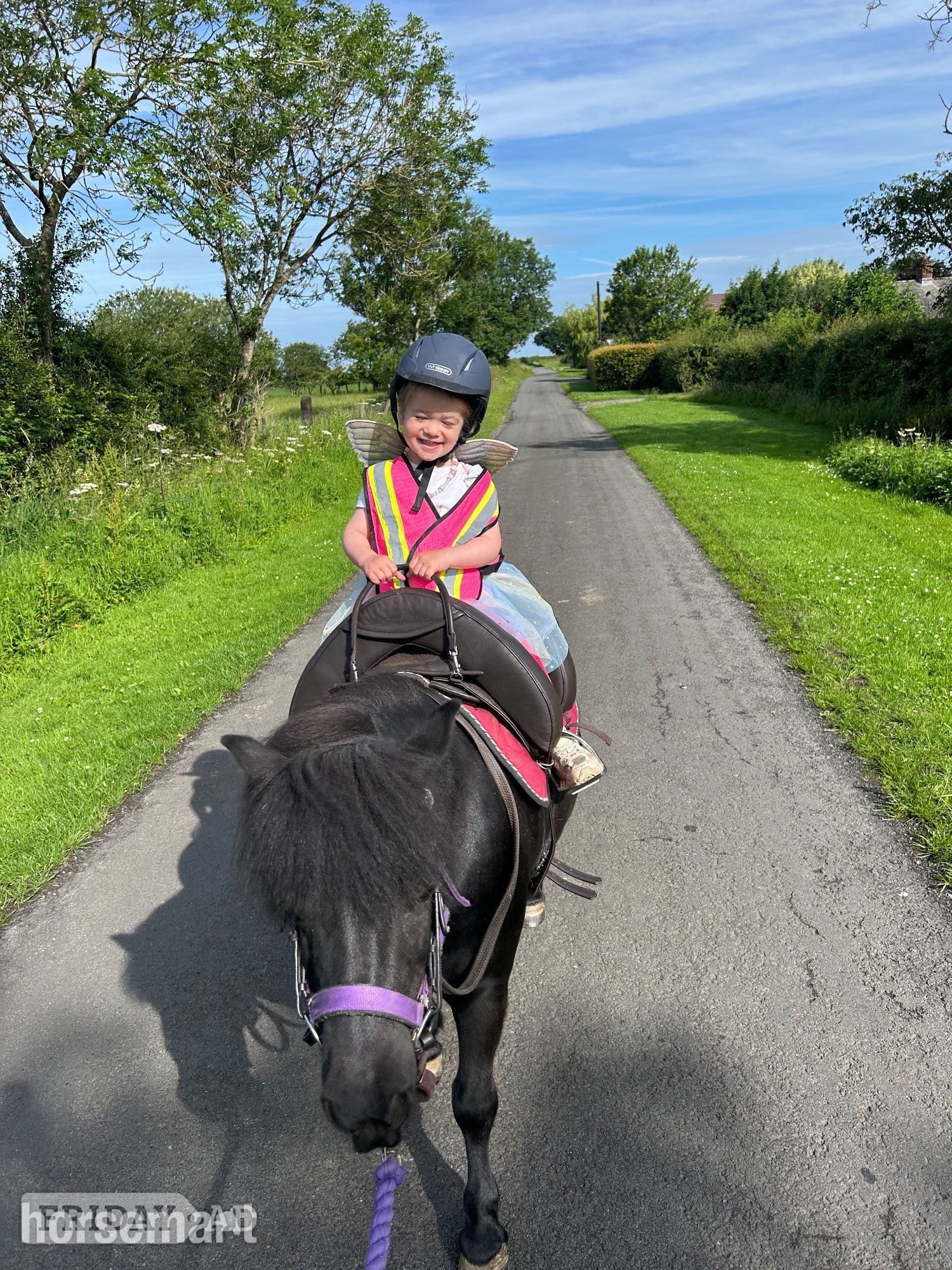 Penrith "Penny" Black Mare Family Horse